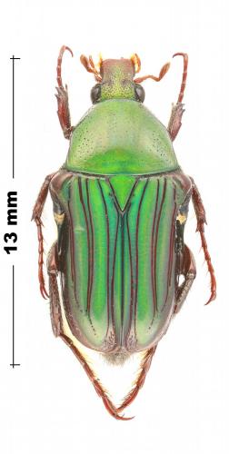 Pygora cultrata